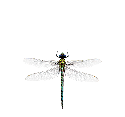 Kontos Cellars Scrolled light version of the logo (Link to homepage)